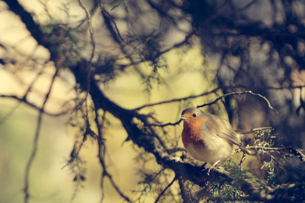 Robin perched on a log pile in a nature reserve.