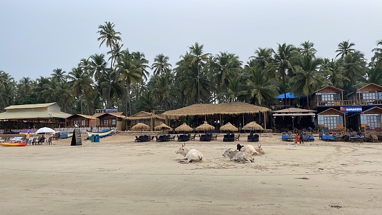 Palolem Beach, Goa, India - November, 28 2022: Stock photo showing row of beach hut shacks under tropical coconut palm trees on Palolem Beach, Goa, India. Sunbathers on holiday vacation sun loungers, holidaymakers swimming in sea, kayaks, canoes, fishing boats and parasol umbrellas.