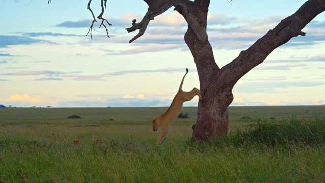 SLO MO Lioness Jumping From Tree On Grassy Field During Sunset At Serengeti National Park