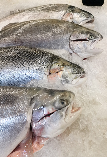 Fresh trout on ice in supermarket