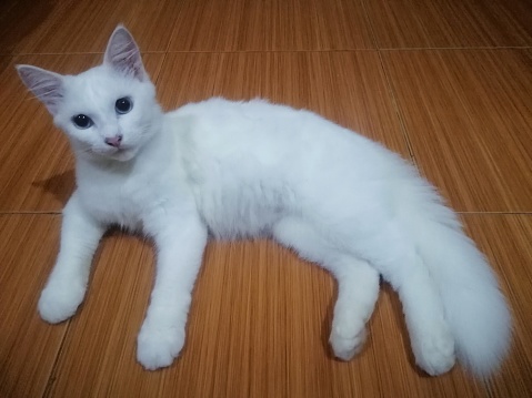 This local cat has completely white fur, with long fur.