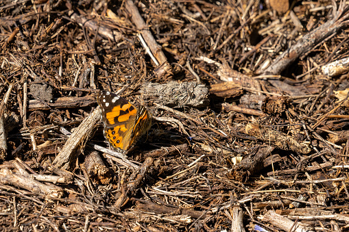 Vanessa kershawi, also known as the Australian painted lady, is remarkably similar to the painted lady (Vanessa cardui). It is differentiated by its smaller size and the blue colouration at the centre of the four eyespots on its hindwings.