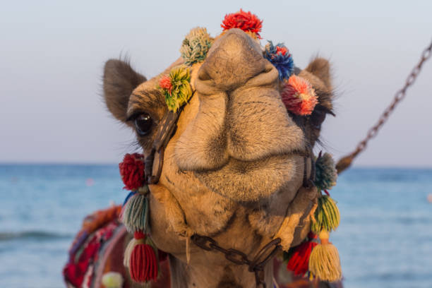istock colorful decorated camel looks into the camera on the beach with sea 1812708546