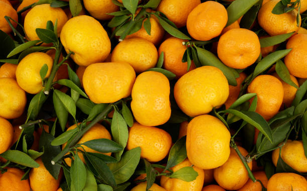istock Ripe mandarins with green leaves 1812720931