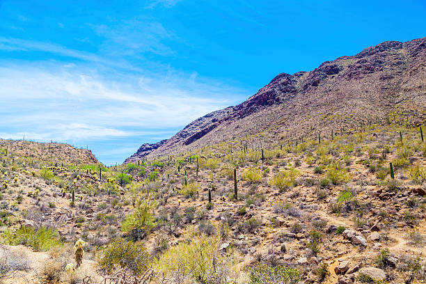 istock beautiful mountain desert landscape with cacti 181273288
