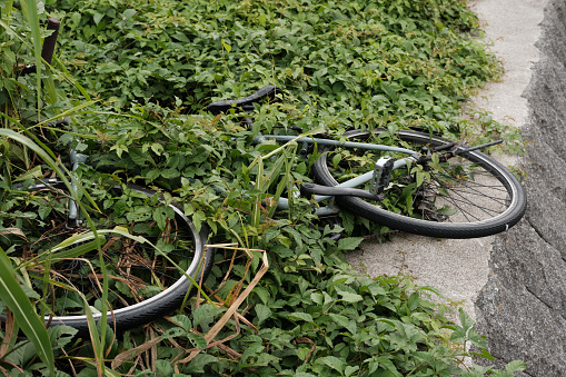 A discarded old bicycle almost covered by plants.