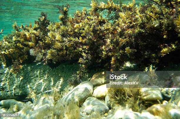 Subacqueo Barriera Corallina Con Varie Divisioni - Fotografie stock e altre immagini di Acqua - Acqua, Acquarium, Animale