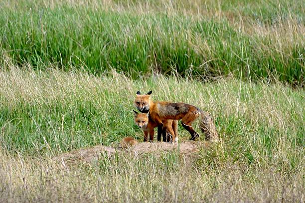 Momma and baby fox. stock photo