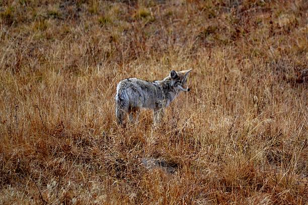 Lone Coyote. stock photo