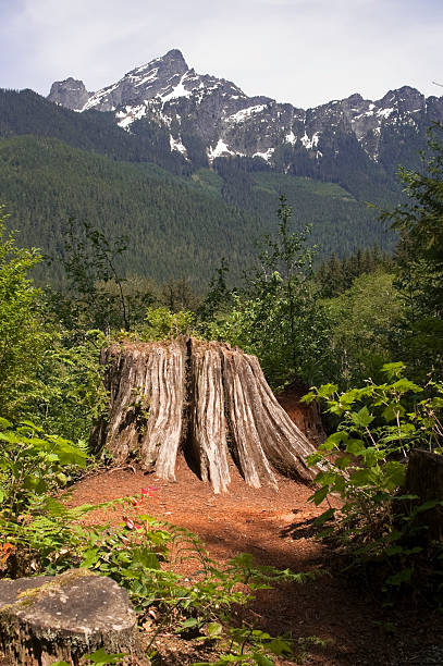 istock Overlook at Cut Tree Stump North Cascade Mountains Washington 181276574