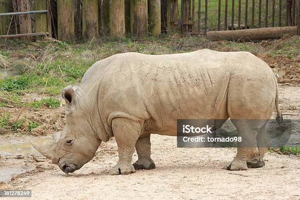 Rhinoceros Stockfoto und mehr Bilder von Afrika - Afrika, Afrikanische Kultur, Biologie