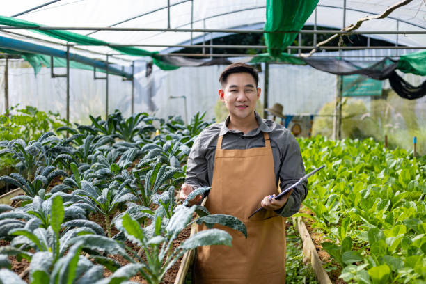 istock Asian local farmer growing salad lettuce and checking growth rate inside the greenhouse using organics soil approach for family own business and picking some for sale 1812784858