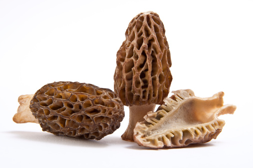 Morel group on a white background