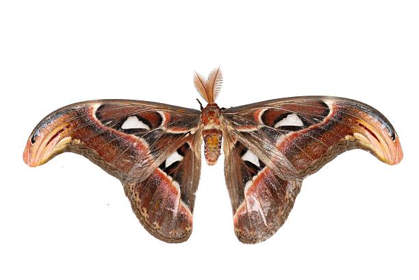 istock giant silkworm moth Attacus atlas 181279722