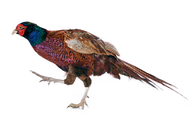 istock Male European Common Pheasant 181279747