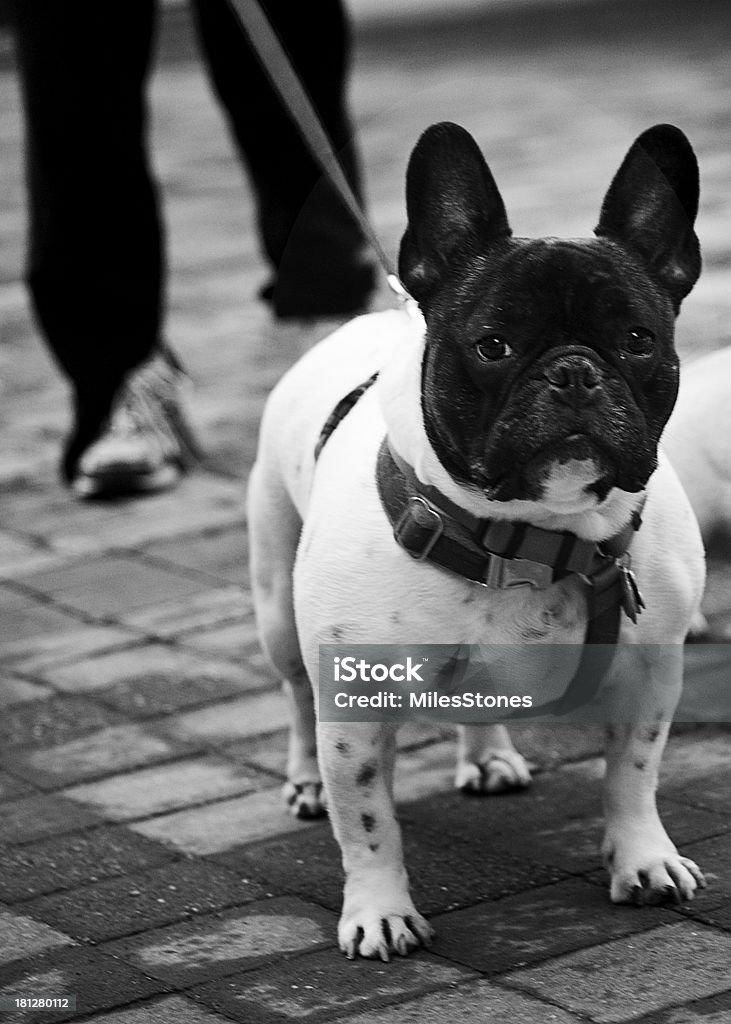French Bulldog Person walking a french bulldog in an urban area with a leash. Black And White Stock Photo