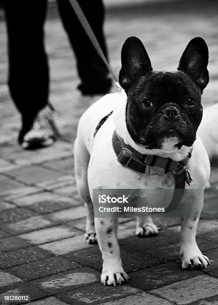 French Bulldog Stock Photo - Download Image Now - Black And White, City Life, French Bulldog