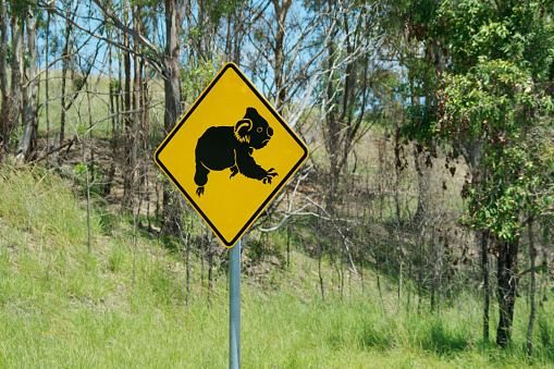Traffic Sign Koala - Phascolarctos cinereus  in the Australian mountain forest scenery. Yellow traffic sign with the black silhouette symbol of wildlife koala.