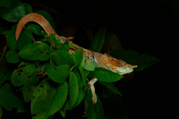 istock Chameleon in the night, Calumma crypticum, commonly known as the cryptic chameleon or blue-legged chameleon, species of chameleon found in eastern Madagascar 1812805487