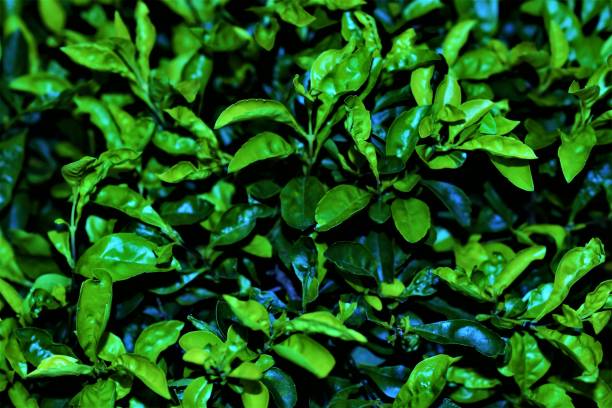 istock Leaf or Leaves of forest trees 1812811828