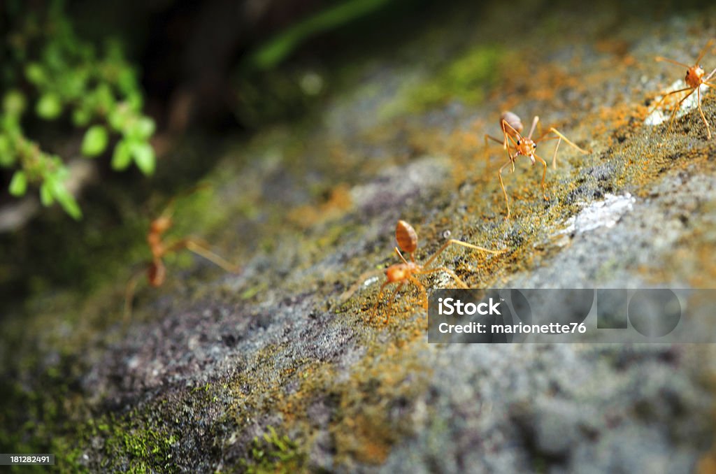 Fourmis dans prêt à se battre - Photo de Beines libre de droits