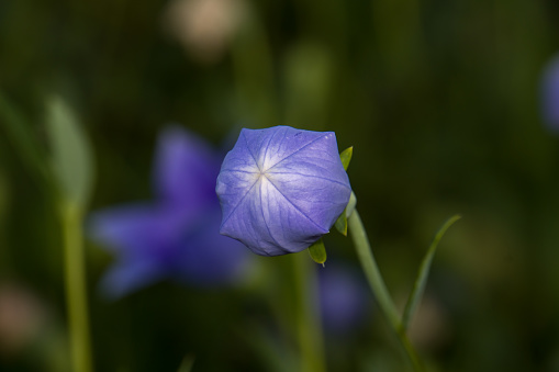 Closeup of purple bud of balloon flower or bellflowers (Platycodon grandiflorus) in garden.