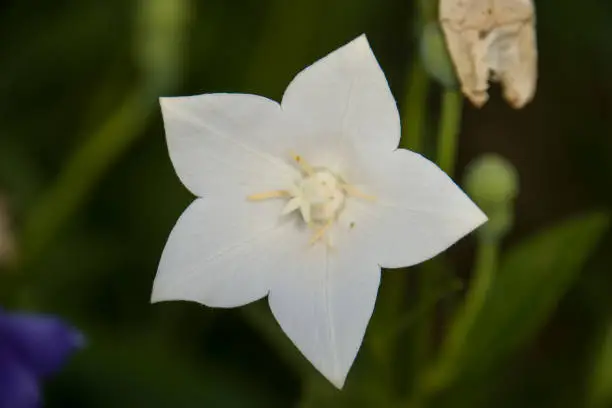 Photo of Beautiful white Platycodon grandiflorus flowers in the garden.