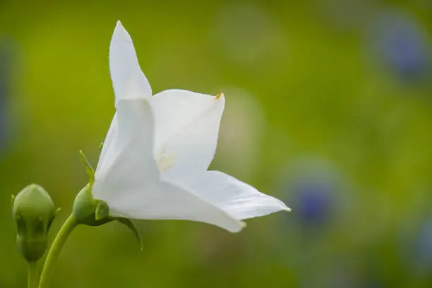 Photo of Beautiful white Platycodon grandiflorus flowers in the garden.