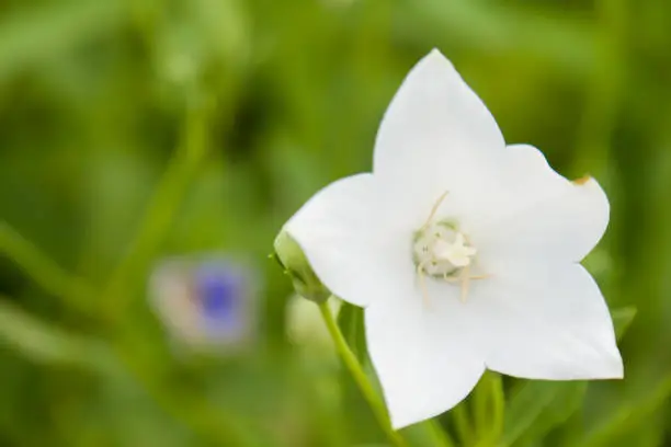 Photo of Beautiful white Platycodon grandiflorus flowers in the garden.