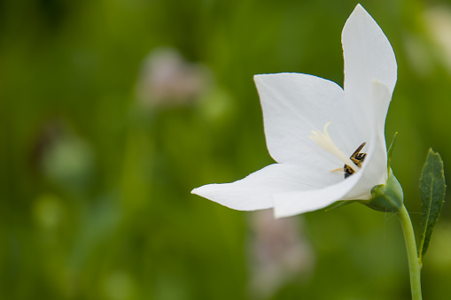 Beautiful white Platycodon grandiflorus flowers in the garden.