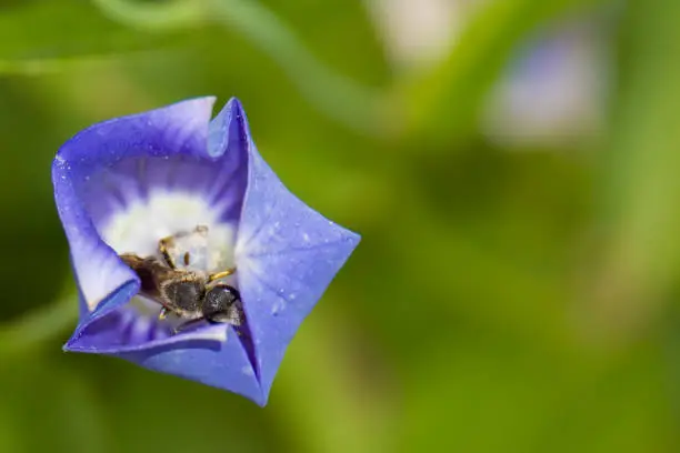 Photo of Platycodon grandiflorus