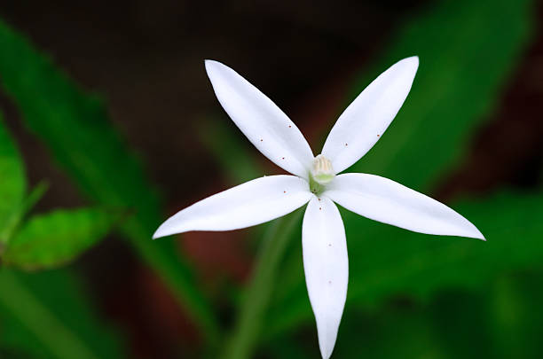 istock Detail of an orchid 181282780