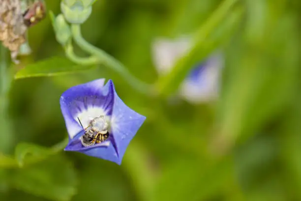 Photo of Platycodon grandiflorus