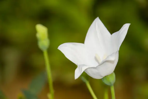 Photo of Beautiful white Platycodon grandiflorus flowers in the garden.