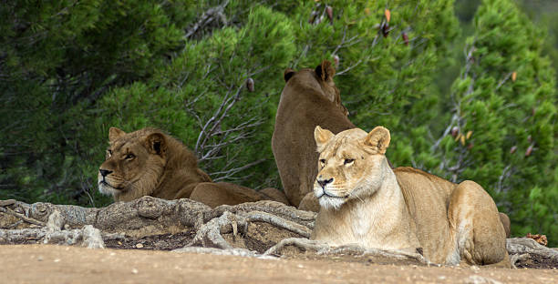 istock Beautiful lions in safari park 181282898