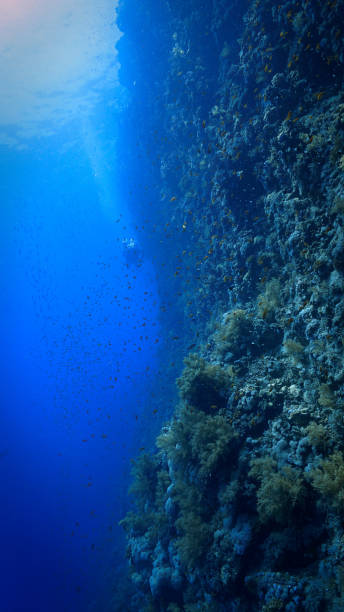 istock Scuba diver out exploring an offshore coral reef 1812830133