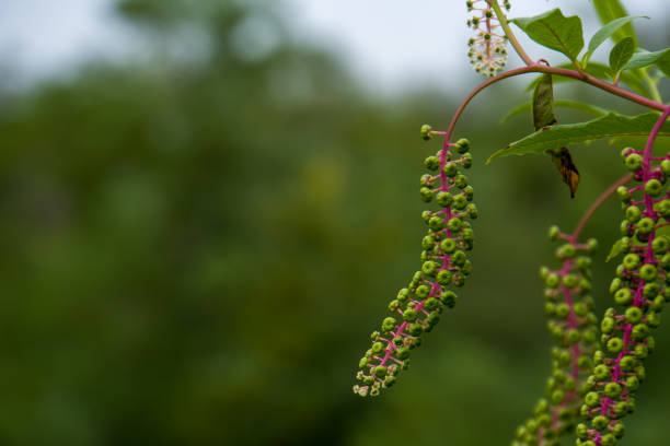 어린 과일 단계의 pokeweed 열매 - poke weed 뉴스 사진 이미지