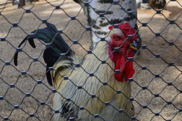 Moscow Zoo, cock in a cage
