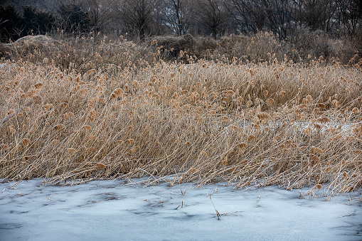 Field with winter cereals in the morning.