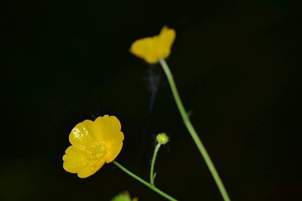 Alpine Buttercup. stock photo