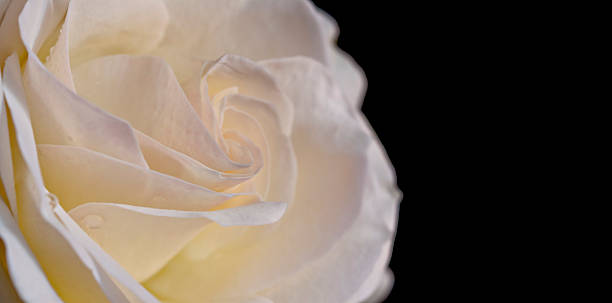 White Rose stock photo