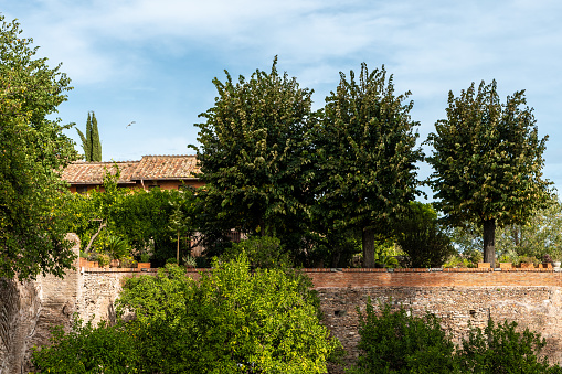 Garden with some trees in the Palatine Hill, Rome