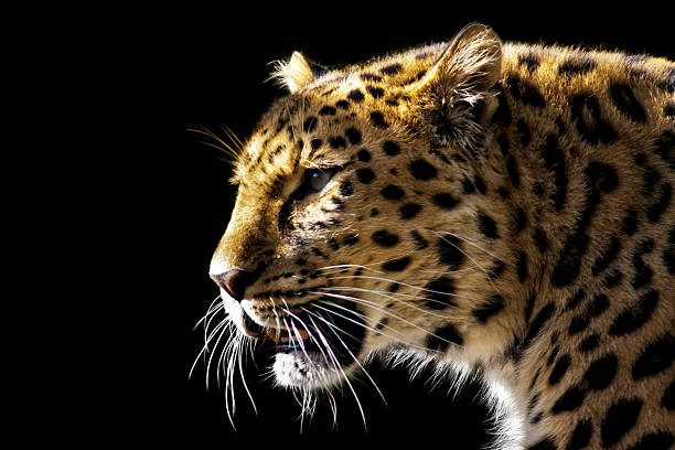 Amur Leopard stock photo