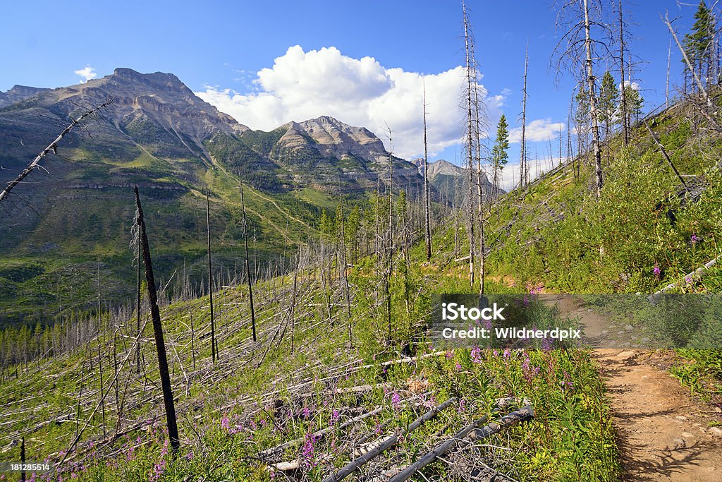 Crecimiento nuevo después de fuego en una ladera de la montaña - Foto de stock de Adelfilla libre de derechos