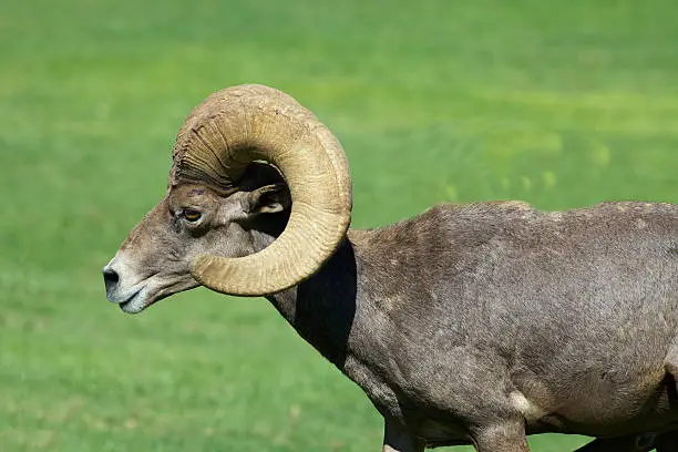 Photo of Desert Bighorn Ram