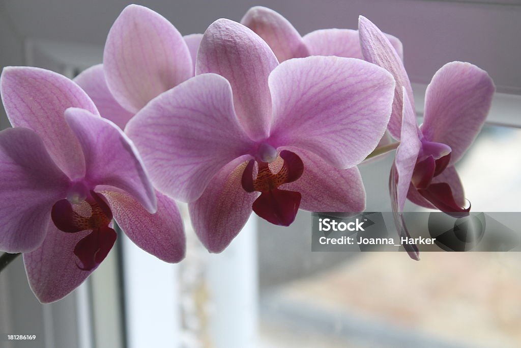 핑크 Phalaenopsis 연자주색 - 로열티 프리 0명 스톡 사진