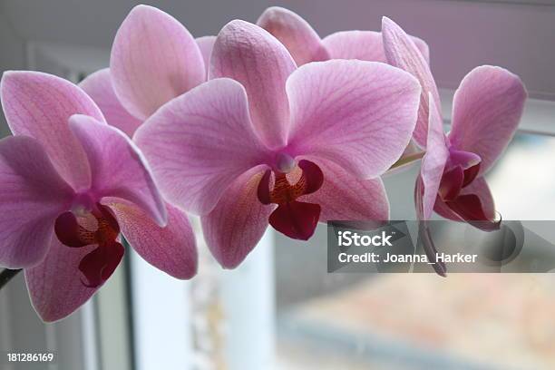 핑크 Phalaenopsis 연자주색 0명에 대한 스톡 사진 및 기타 이미지 - 0명, 꽃 한송이, 꽃-꽃의 구조