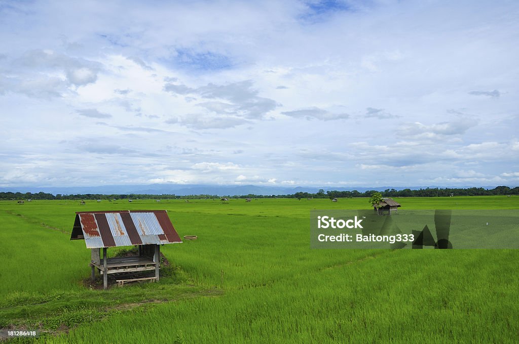 Verde campo de arroz - Foto de stock de Agricultura royalty-free