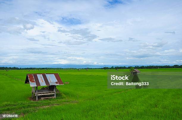 Foto de Verde Campo De Arroz e mais fotos de stock de Agricultura - Agricultura, Arquitetura, Arroz - Alimento básico