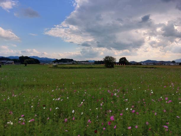 istock Cosmos field at Nara Japan 1812875593
